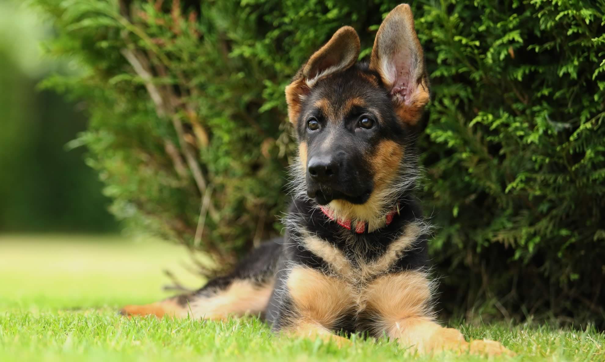 Card Cover Placeholder